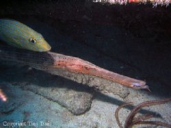 "Fish buddy piggyback", Key Largo, FL by Ting Tsui 